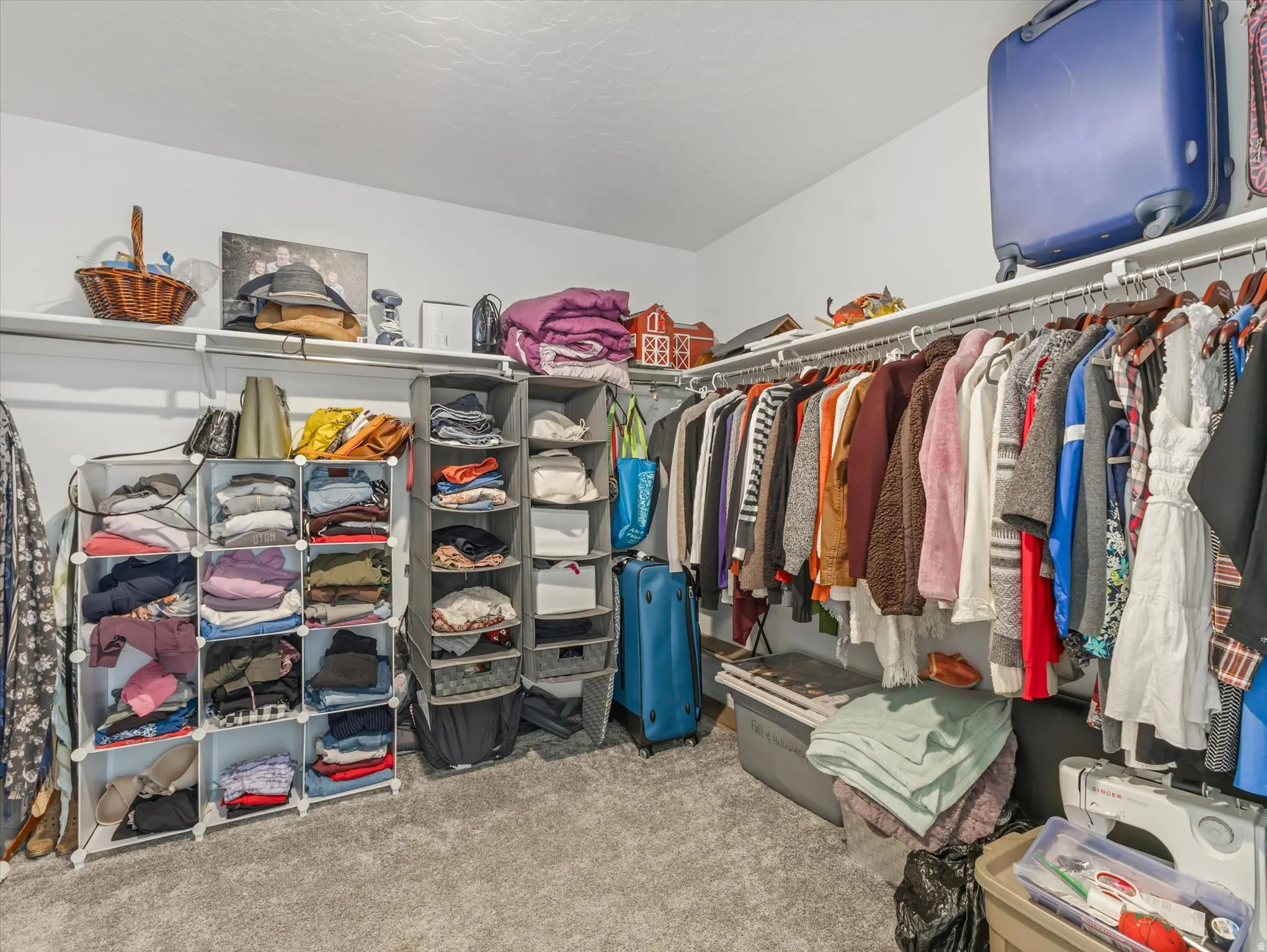 Walk-in closet featuring wall-mounted shelving, hanging rods, and carpet flooring