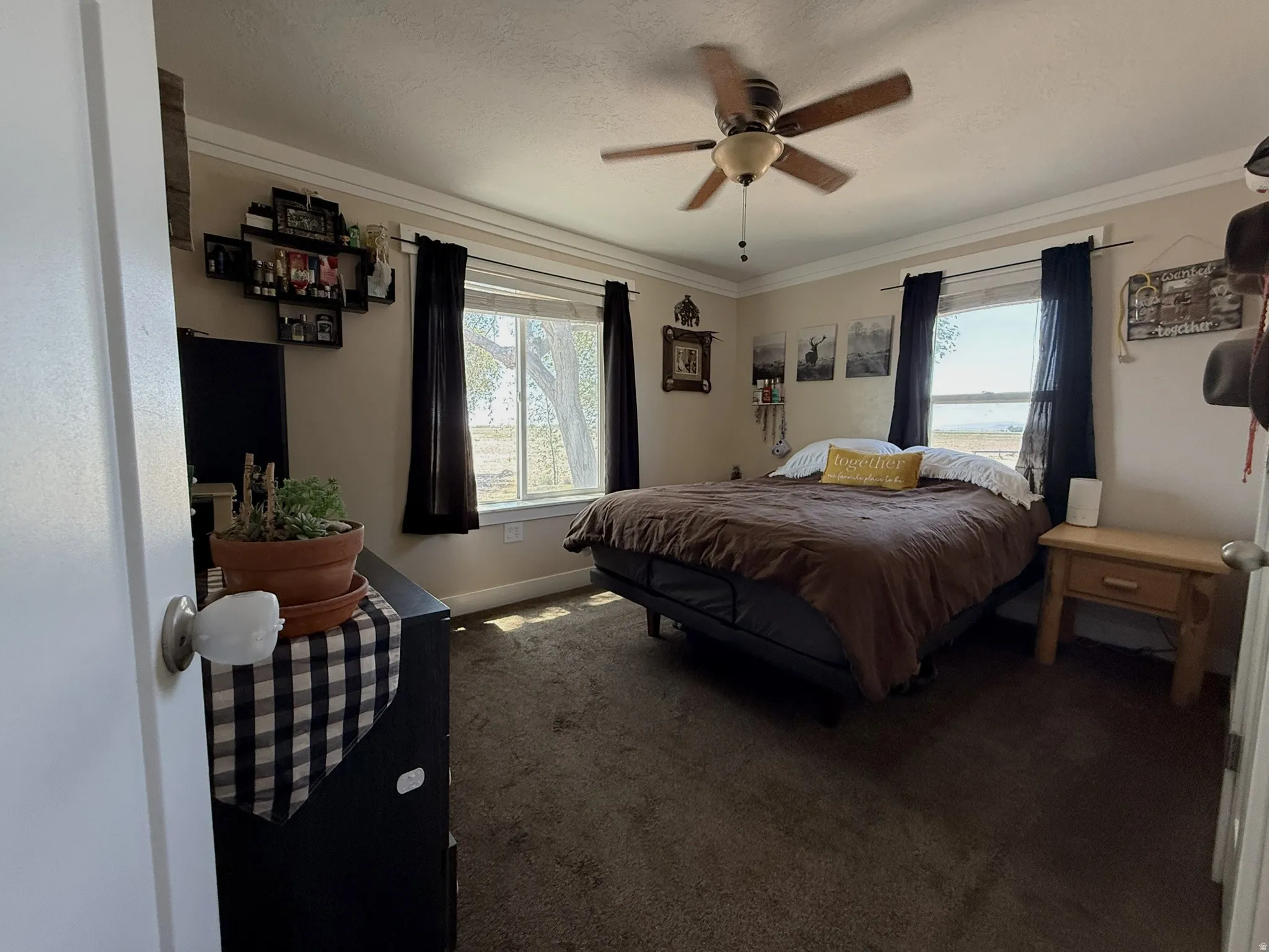 Carpeted room featuring a ceiling fan, two windows, and crown molding