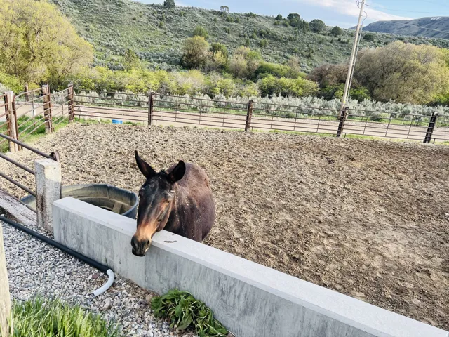 Expansive fenced enclosure with a concrete retaining wall, gravel border, and metal gate access, featuring a natural hillside backdrop