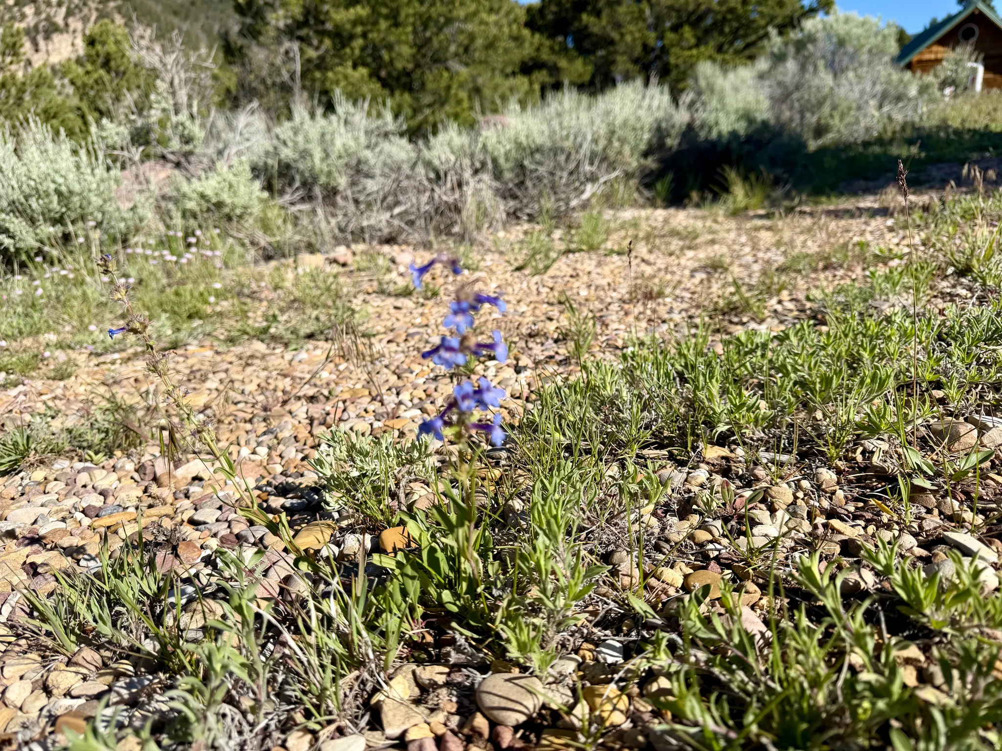Rocky terrain with scattered green foliage and purple wildflowers