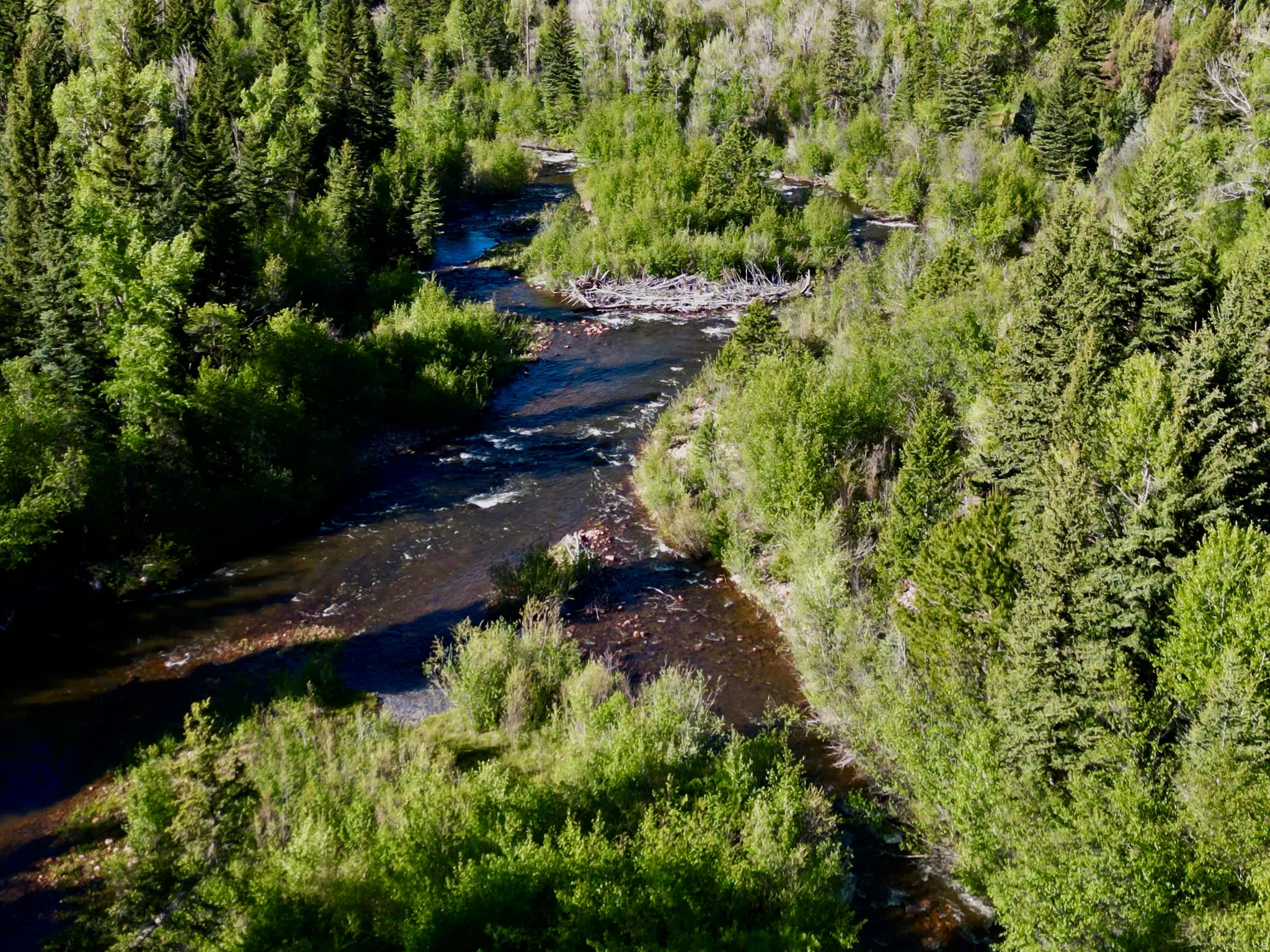Winding river surrounded by abundant evergreen and deciduous trees