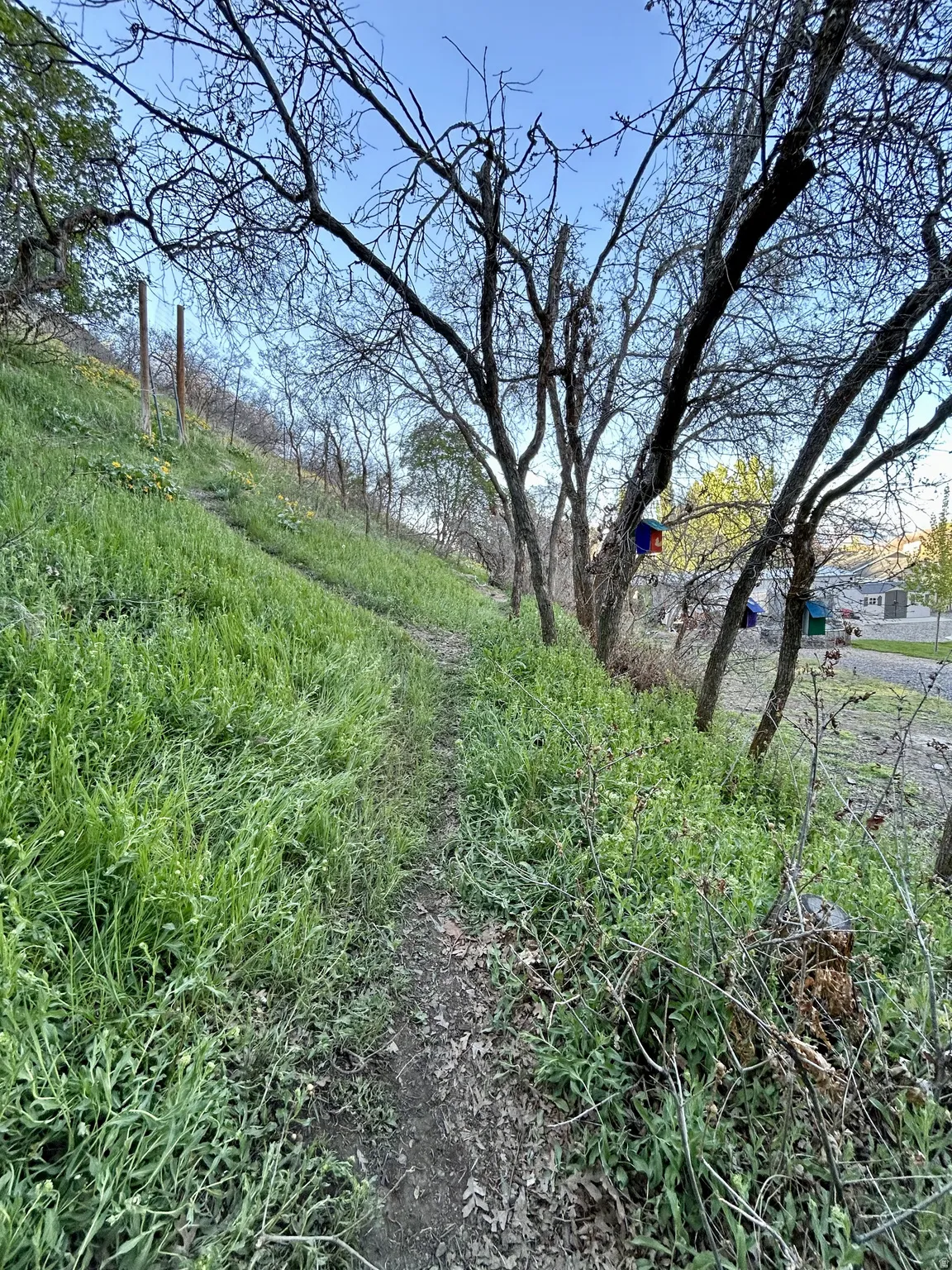 Sloping terrain featuring a defined dirt path bordered by green foliage