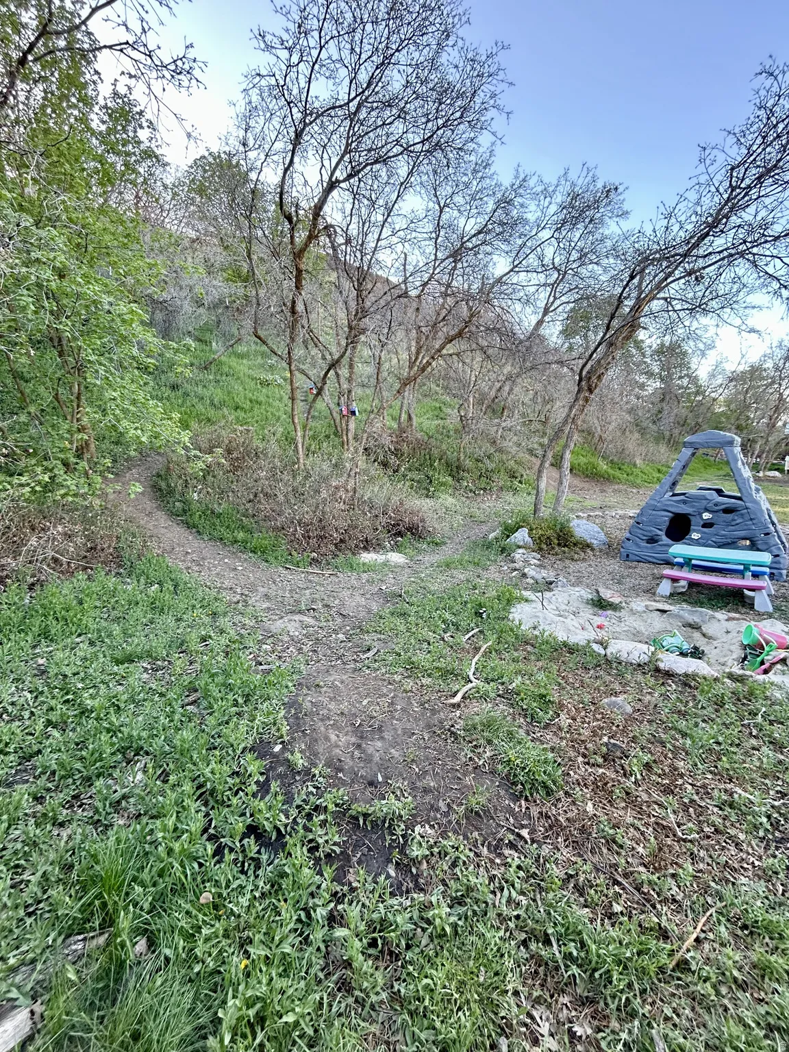 Natural landscape with a dirt pathway and various trees