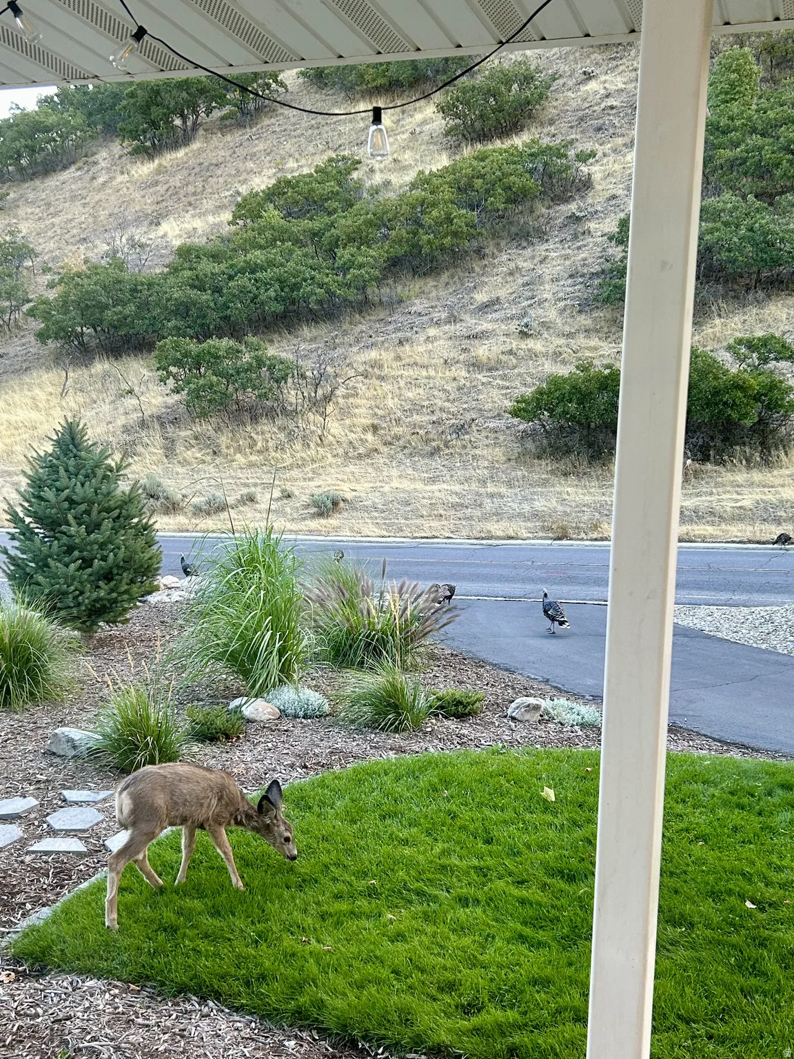 Manicured lawn area with local turkeys coming to visit.