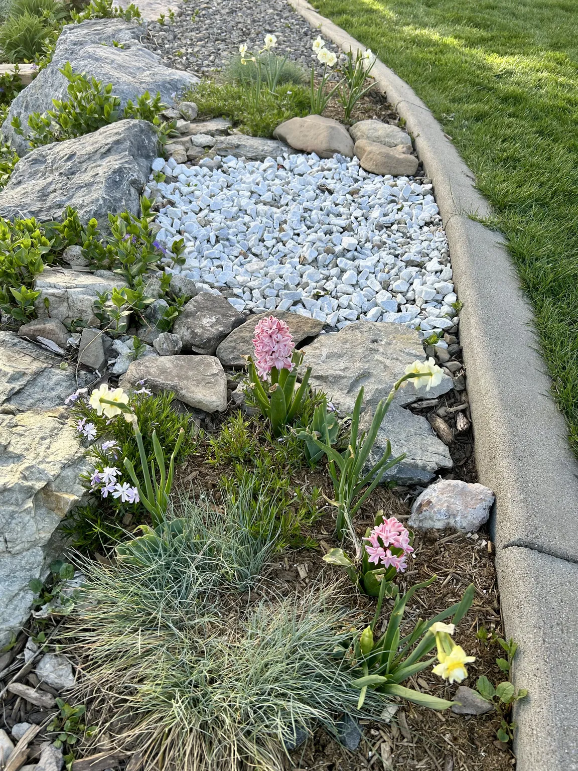 Garden bed featuring white gravel, varied rock placements, established plants, and a concrete border