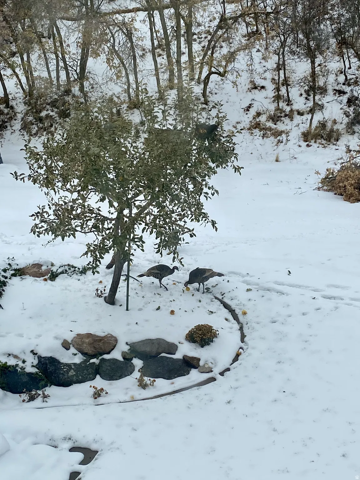 Snow-covered backyard featuring a rock-lined garden bed, wildlife visitors.