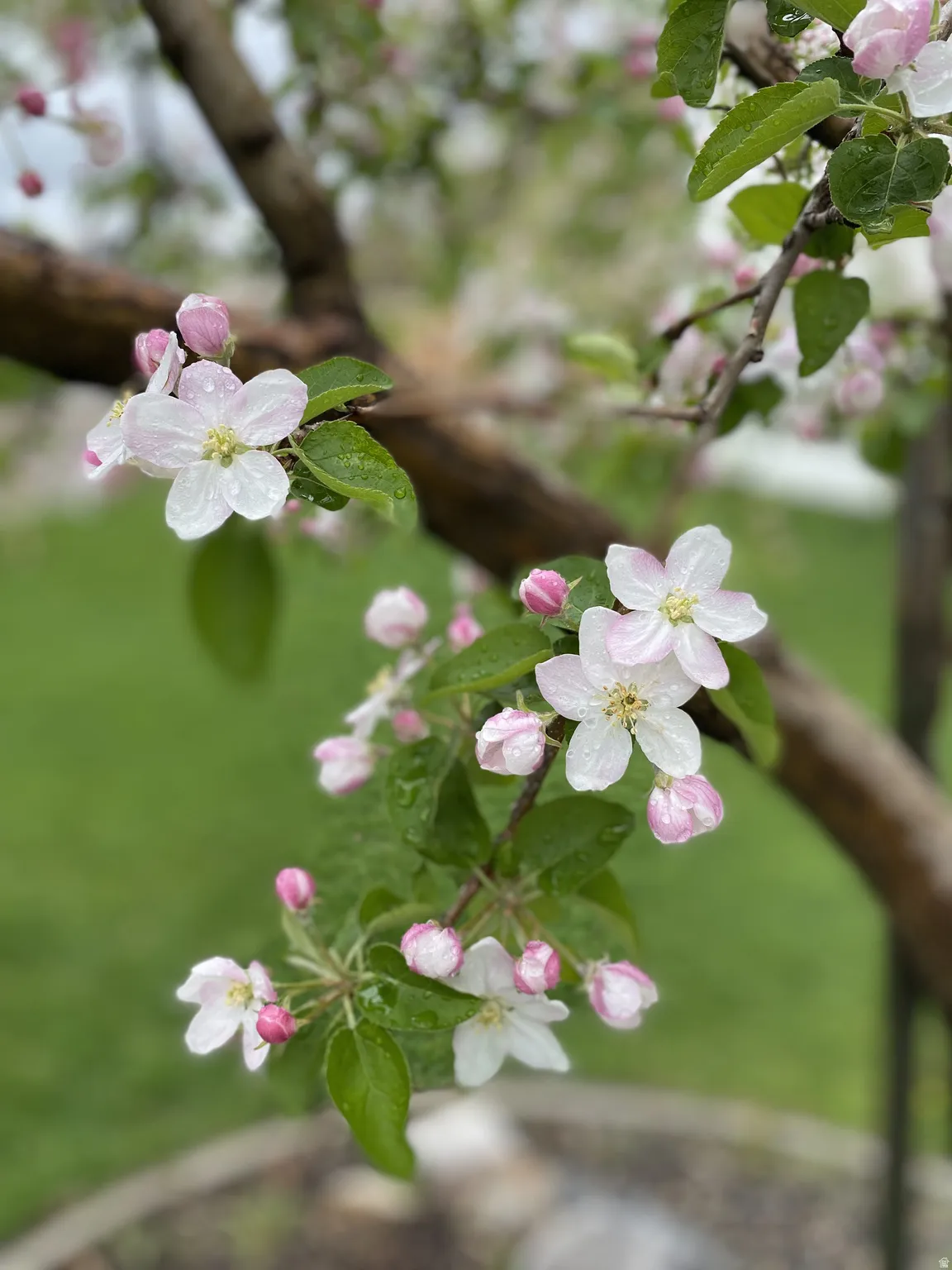 Flowering tree branch featuring white and pink blossoms