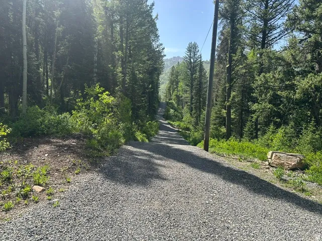 Gravel driveway surrounded by mature evergreen and deciduous trees