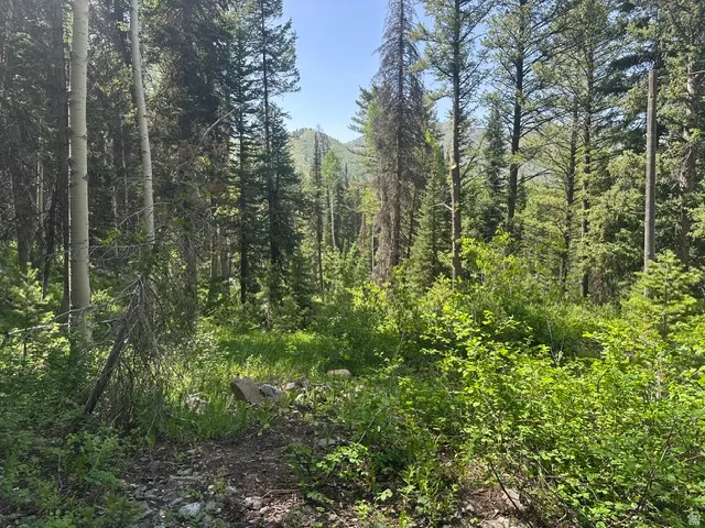 Wooded landscape featuring a mix of mature conifer and deciduous trees