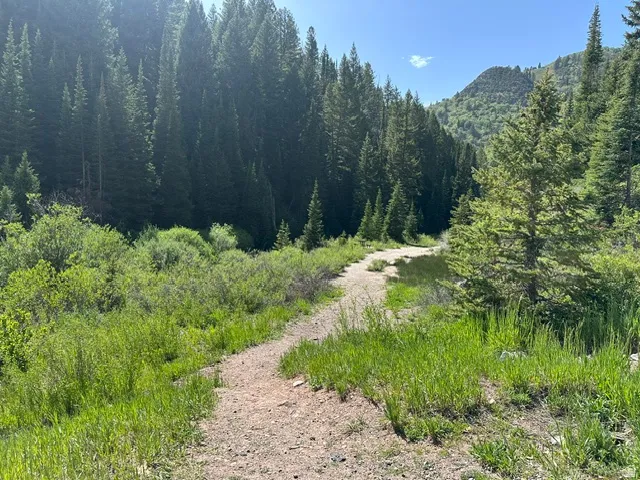Natural landscape featuring a winding dirt path, dense coniferous forest, lush green undergrowth, and distant mountains under a clear sky