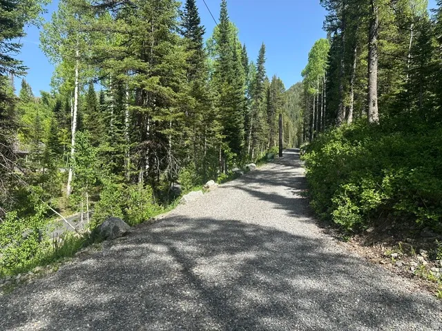 Gravel pathway surrounded by dense evergreen and deciduous trees