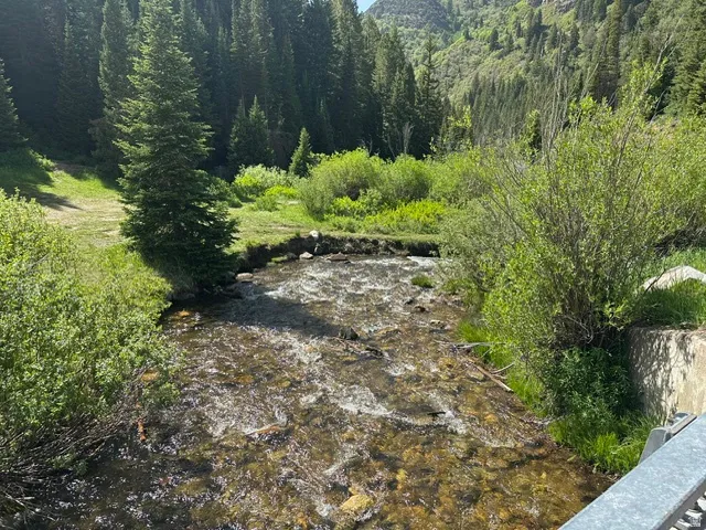 Natural stream with clear water, surrounded by lush green foliage and mature evergreen trees