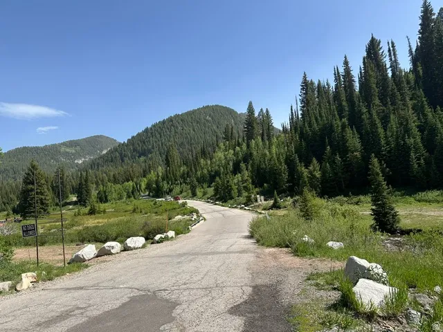 Paved road winding through a landscape of mature evergreen trees and natural rock formations