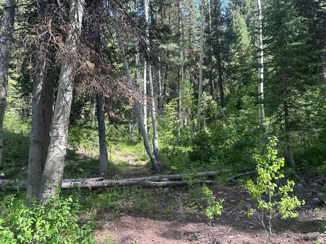 Wooded natural landscape featuring a mix of mature coniferous and deciduous trees, ground cover foliage, and natural forest floor