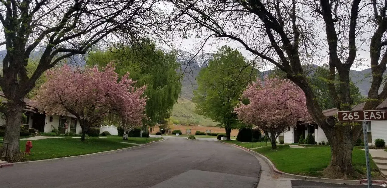 Street scene showcasing mature trees, including vibrant pink flowering trees and green deciduous trees