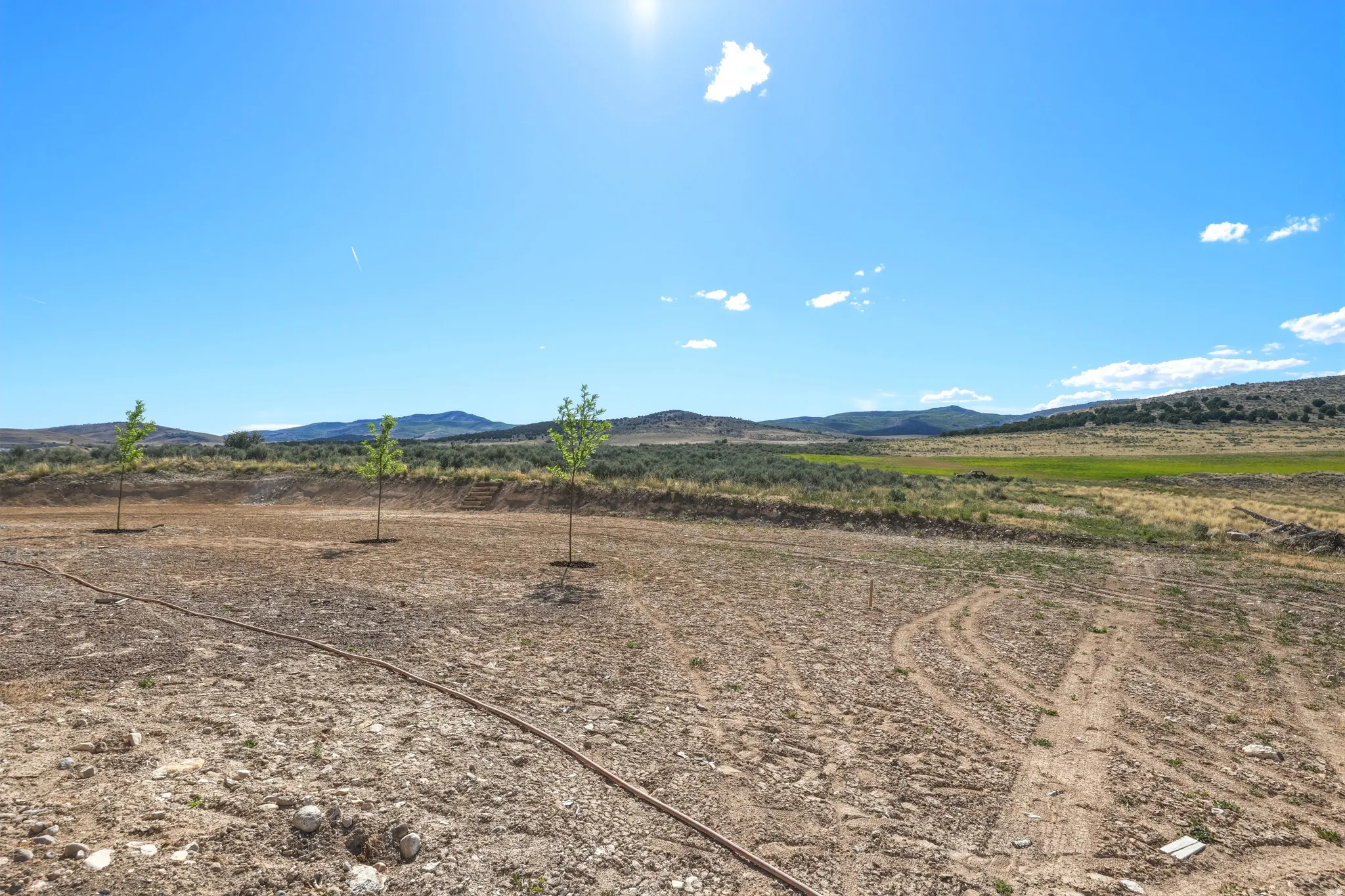 Expansive open land featuring three young trees