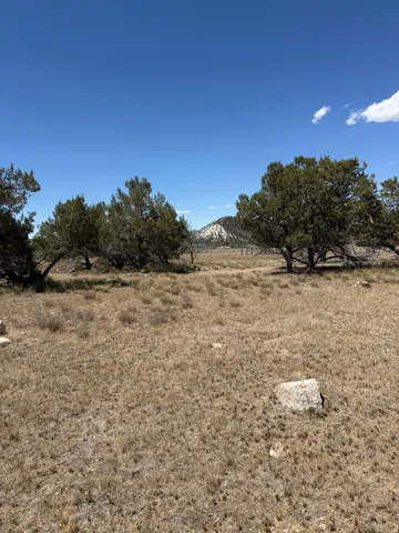Expansive open land with natural ground cover and scattered trees