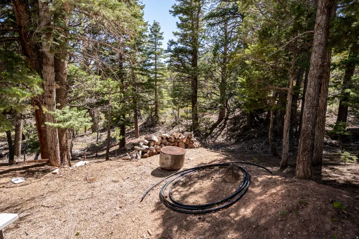Wooded lot featuring mature evergreen trees and natural ground cover