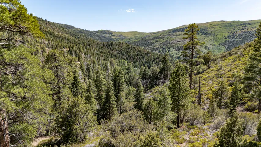 Expansive forest landscape featuring abundant evergreen trees