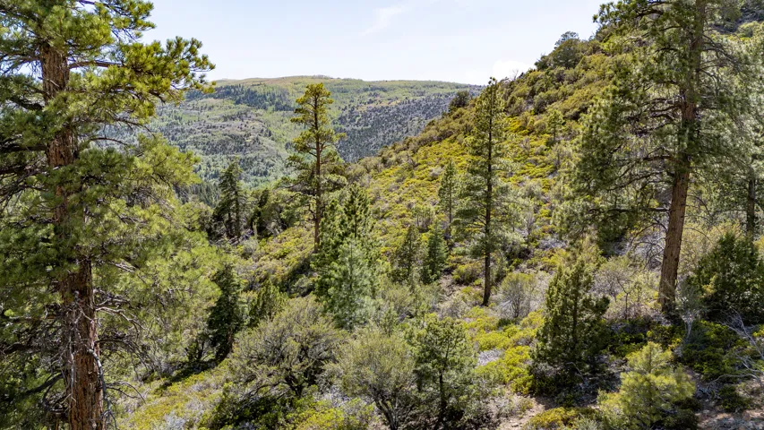 Expansive natural landscape featuring dense evergreen trees and varied shrubbery across rolling terrain
