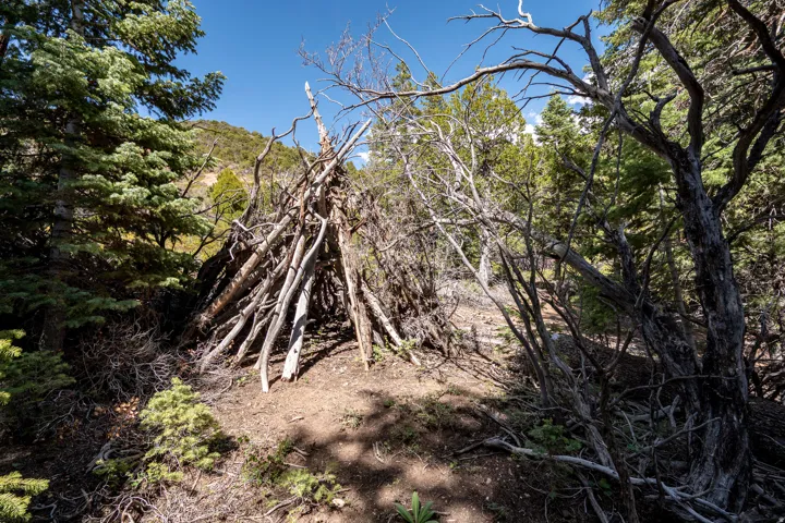 Forested terrain featuring natural tree and brush cover