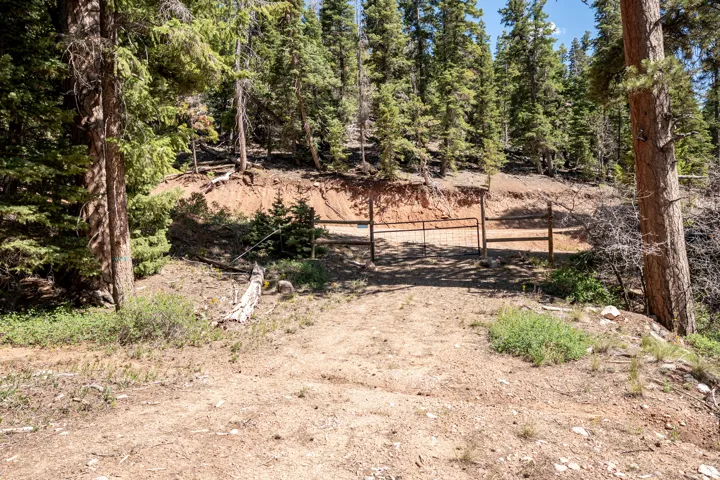 Gated entry with a dirt road, surrounded by mature evergreen trees