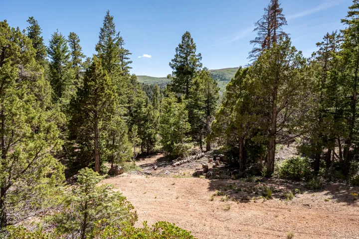 Wooded terrain featuring various evergreen trees and a clear blue sky