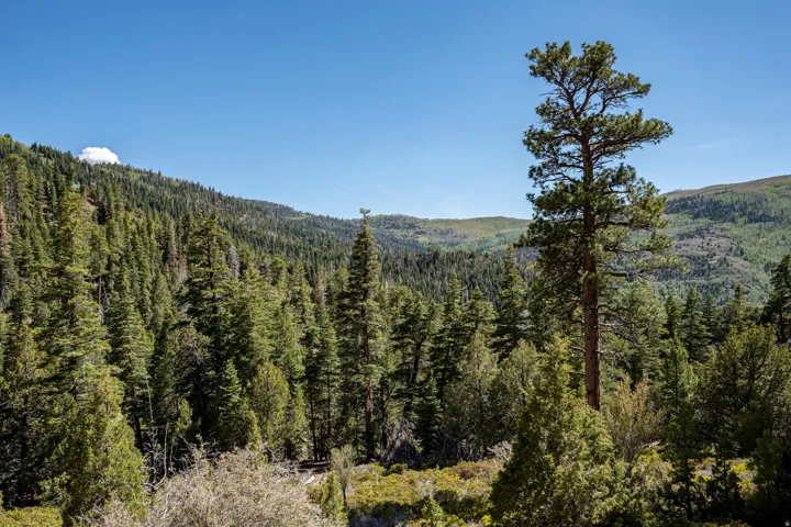 Expansive forest setting featuring mature evergreen trees and distant rolling hills