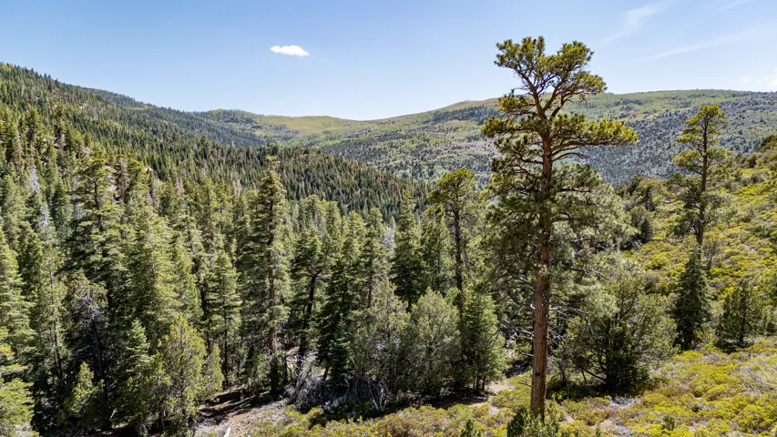 Expansive mountainous terrain featuring a dense forest of evergreen trees and varied ground foliage under a clear sky