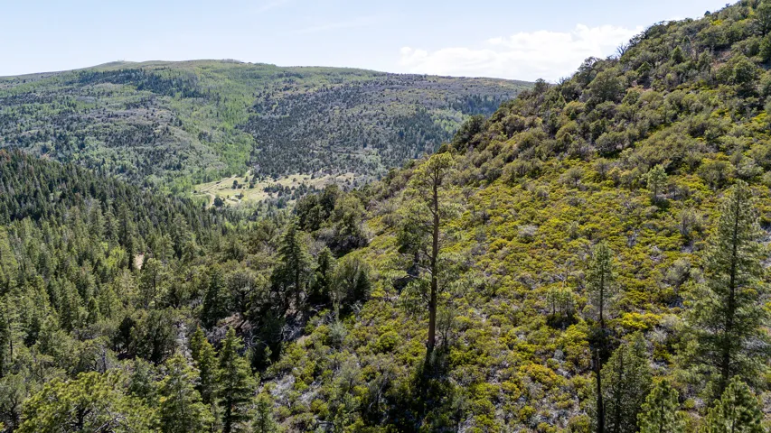 Expansive natural landscape featuring varied topography, mature evergreen trees, and diverse ground cover