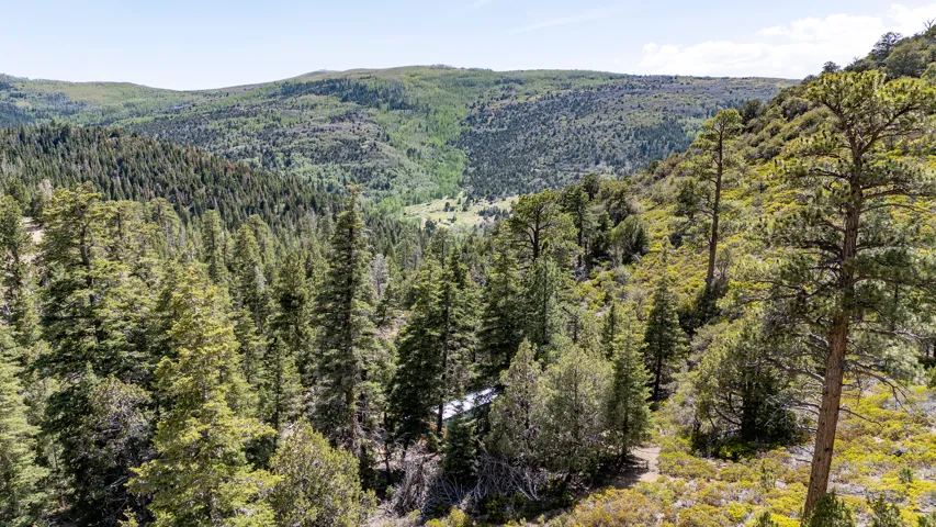 Expansive natural landscape featuring dense evergreen forests and rolling hills
