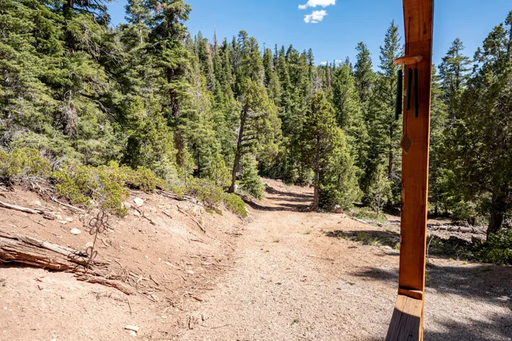 Expansive outdoor space featuring a natural terrain path, dense evergreen tree coverage, and a clear blue sky