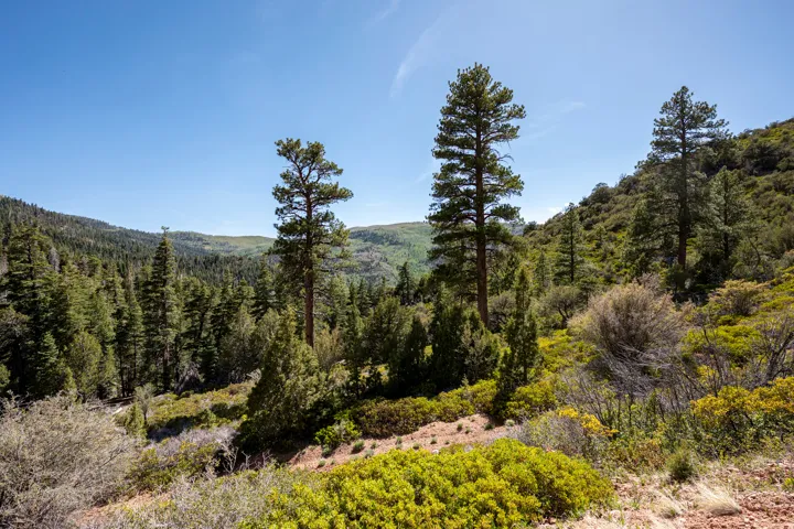 Expansive natural landscape featuring dense evergreen forests and varied mountain flora