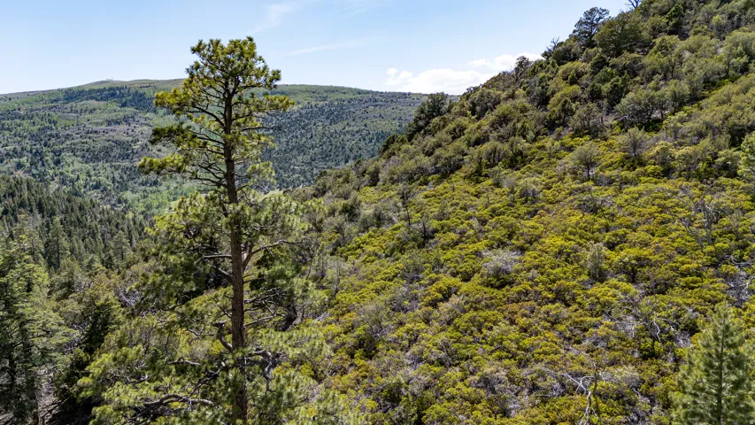 Expansive wooded terrain featuring varied tree species and rolling hillsides