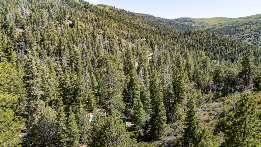 Extensive forested hillside property with varied tree cover