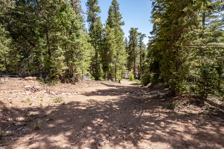 Expansive natural landscape featuring a dirt path surrounded by abundant evergreen trees