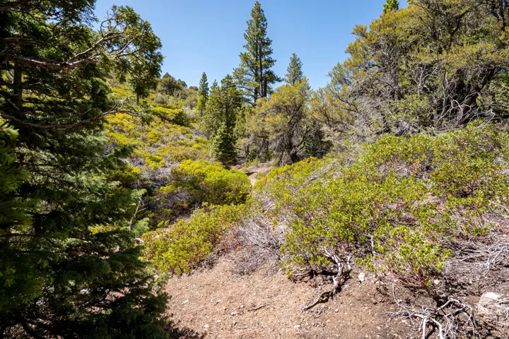 Expansive natural landscape featuring varied evergreen and deciduous trees, diverse shrubbery, and natural ground cover