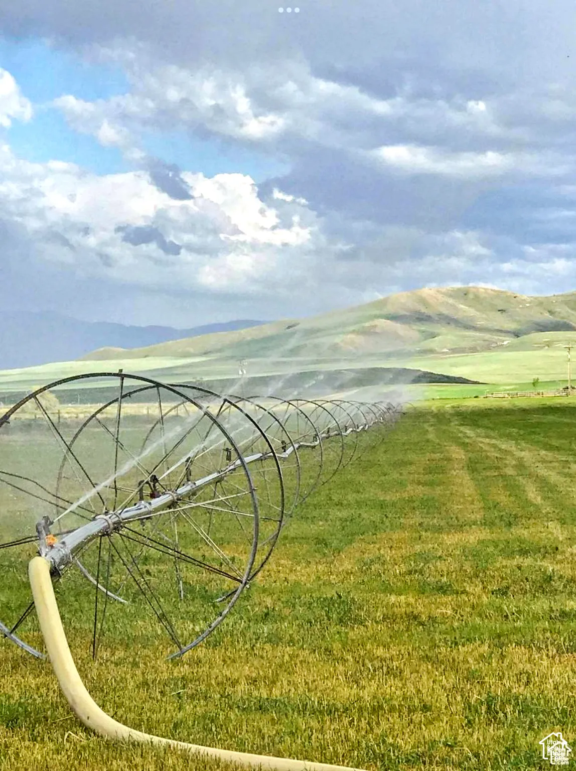 Green agricultural field with a large-scale irrigation system, featuring a series of sprinkler heads actively watering the crop