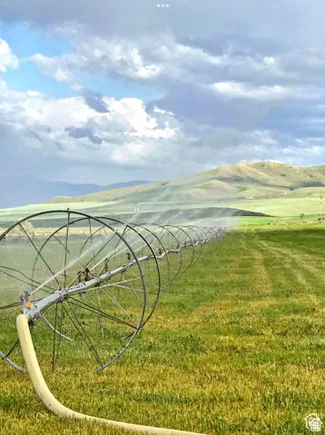 Green agricultural field with a large-scale irrigation system, featuring a series of sprinkler heads actively watering the crop