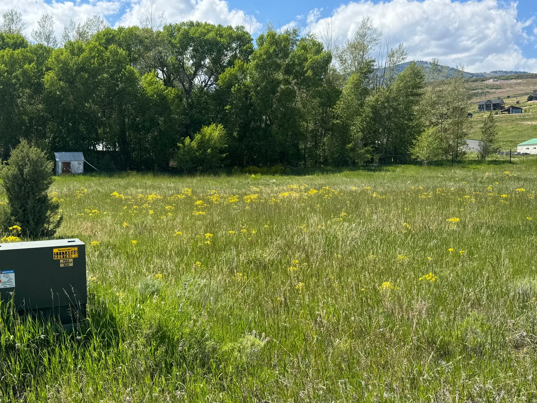 Expansive lot featuring a natural landscape with tall grasses and yellow wildflowers, bordered by mature trees