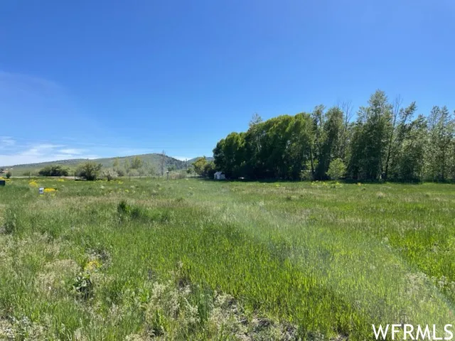 Expansive grassy landscape with distant tree lines
