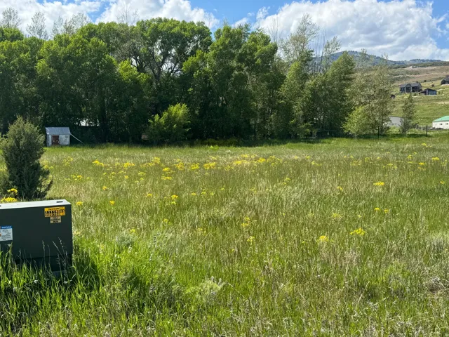 Expansive lot featuring a natural landscape with tall grasses and yellow wildflowers, bordered by mature trees
