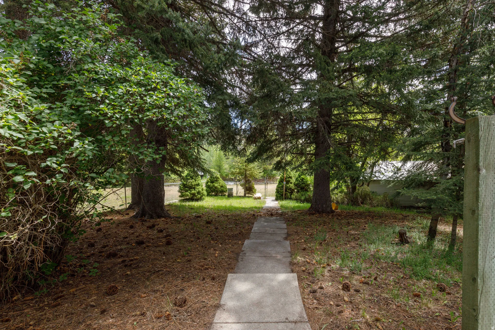 Concrete pathway flanked by mature evergreen trees