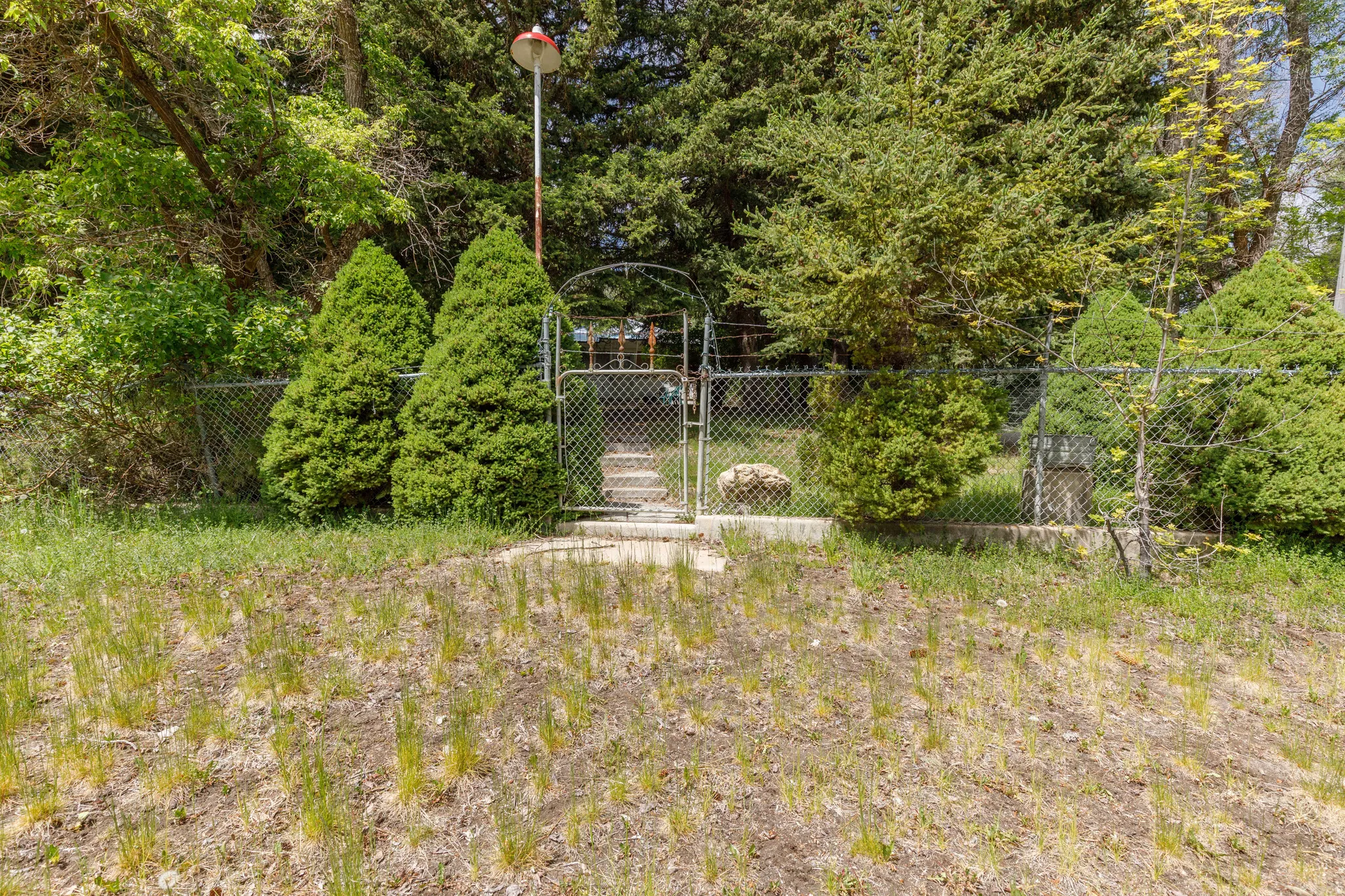 Chain link fencing with an arched gate, bordered by mature evergreen shrubs and trees