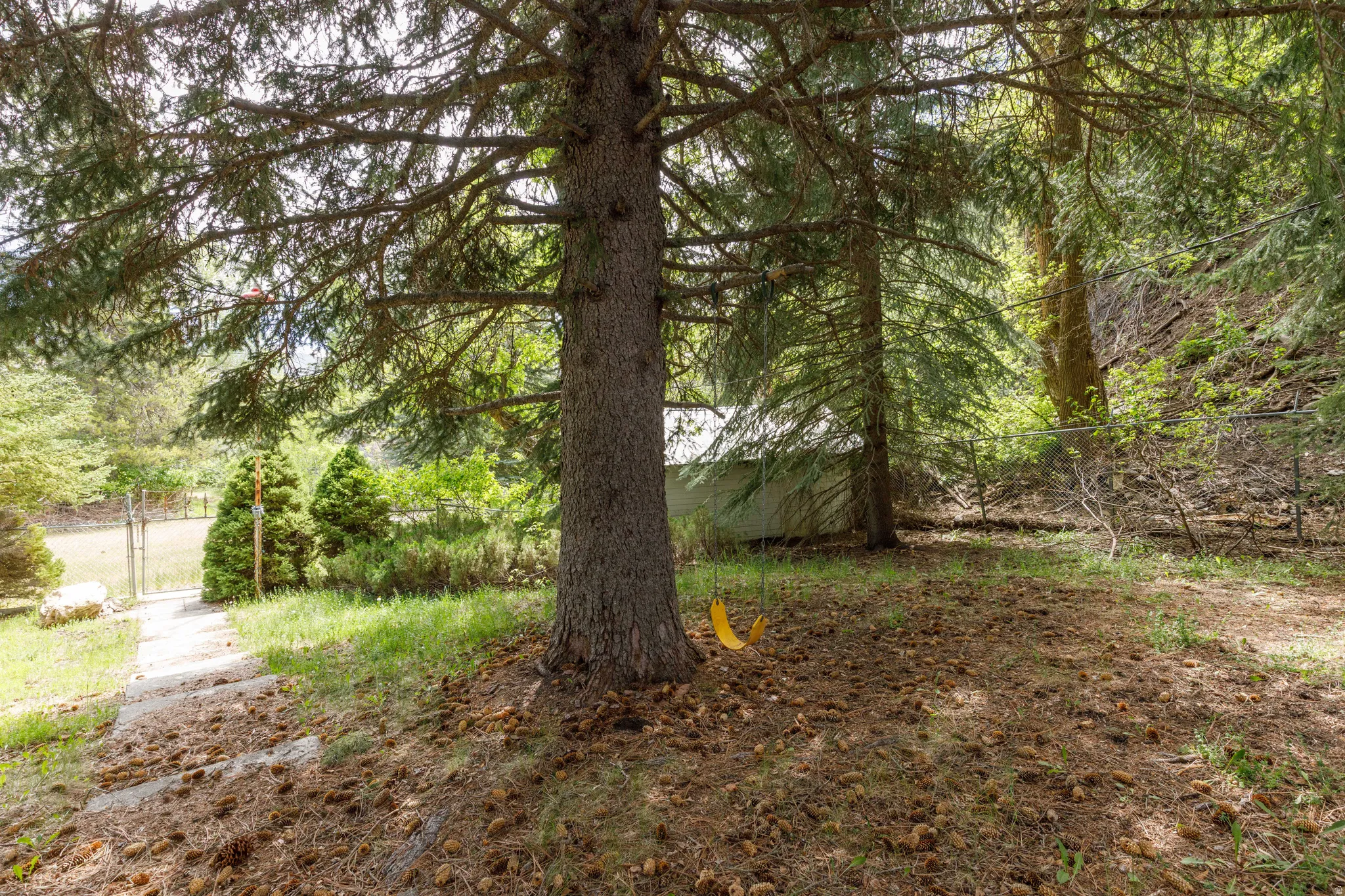 Mature evergreen trees providing natural shade