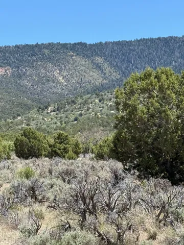 Expansive natural landscape with varied shrubbery and mature trees