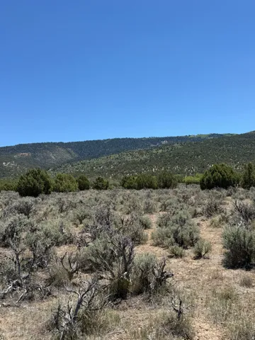 Expansive open land featuring natural desert flora, distant verdant hills, and a clear blue sky