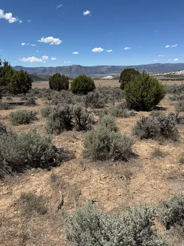 Expansive open land featuring diverse natural vegetation, including mature shrubs and smaller bushes