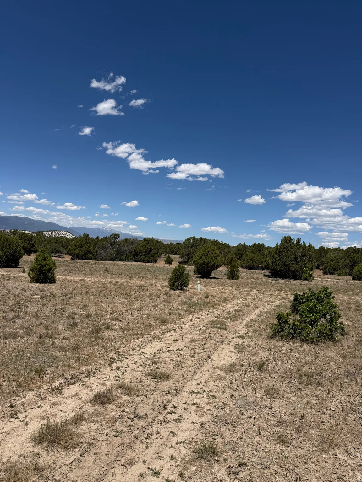 Expansive undeveloped land featuring natural terrain with scattered evergreen shrubs and trees