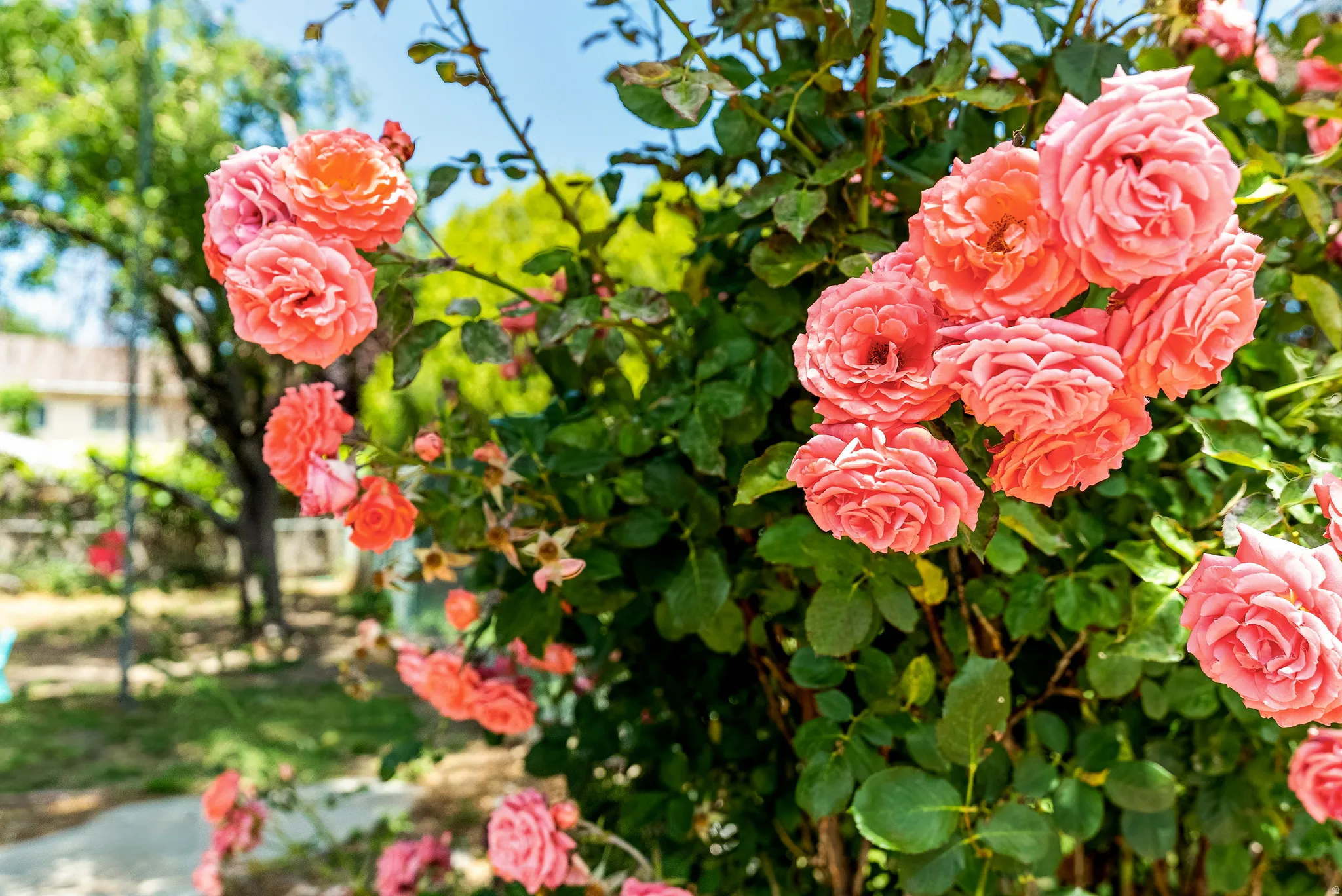 Lush rose bushes with vibrant coral blooms